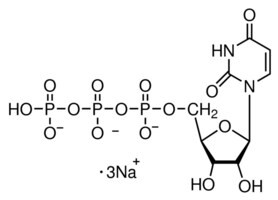 Uridine 5'-triphosphate trisodium salt hydrate