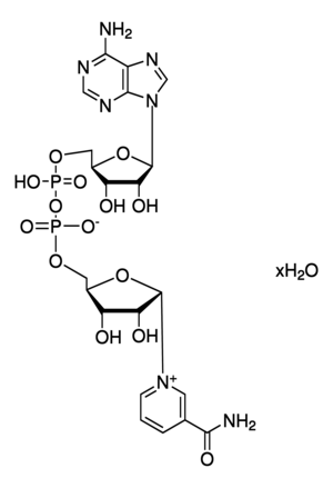 beta-Nicotinamide adenine dinucleotide, pkg of 20 mg (per vial)