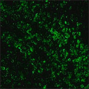 Anti-Rabbit IgG (whole molecule)-Biotin antibody produced in goat, affinity isolated antibody, buffered aqueous solution