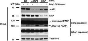 Monoclonal Anti-alpha-Tubulin antibody produced in mouse, ascites fluid, clone B-5-1-2