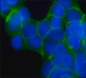 Anti-beta-Catenin antibody, Mouse monoclonal, clone 15B8, purified from hybridoma cell culture