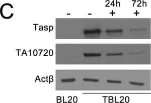 Monoclonal Anti-Actin antibody produced in mouse, clone AC-40, ascites fluid