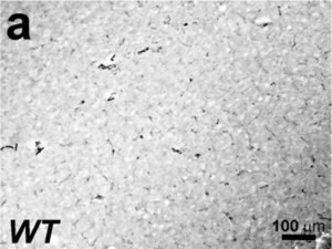 Anti-Actin, alpha-Smooth Muscle antibody, Mouse monoclonal, clone 1A4, purified from hybridoma cell culture