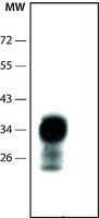 Anti-Prion Protein antibody, Mouse monoclonal, clone 8H4, purified from hybridoma cell culture