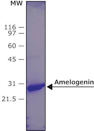 Amelogenin, human