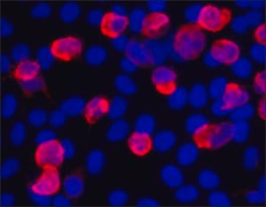 Anti-V5 antibody, Mouse monoclonal, clone V5-10, purified from hybridoma cell culture