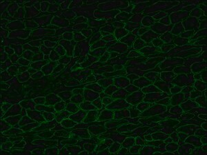 Anti-Dystrophin antibody, Mouse monoclonal, clone MANDYS8, purified from hybridoma cell culture