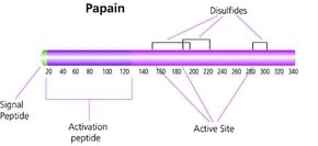 Papain from papaya latex, crude powder, 1.5-10 units/mg solid