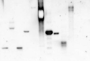 Concanavalin A from Canavalia ensiformis (Jack bean), peroxidase conjugate, lyophilized powder