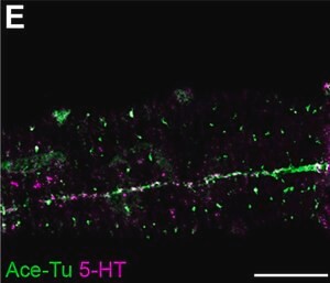 Anti-Serotonin antibody produced in rabbit, whole antiserum