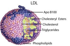 Lipoprotein, low density from human plasma, lyophilized powder