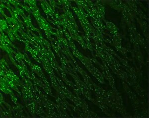 Monoclonal Anti-N-Cadherin antibody produced in mouse, clone GC-4, ascites fluid