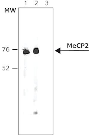 Anti-MeCP2 antibody produced in rabbit, ~0.6 mg/mL, affinity isolated antibody, buffered aqueous solution