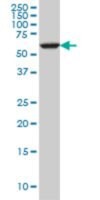 Monoclonal Anti-FAAH antibody produced in mouse, clone 4H8, purified immunoglobulin, buffered aqueous solution