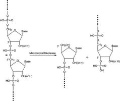 Nuclease micrococcal from Staphylococcus aureus, 100-300 units/mg protein