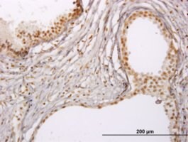 ANTI-RUNX1 antibody produced in mouse, clone 3A1, purified immunoglobulin, buffered aqueous solution