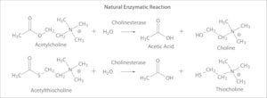 Acetylcholinesterase from Electrophorus electricus (electric eel), Type VI-S, lyophilized powder, 200-1,000 units/mg protein