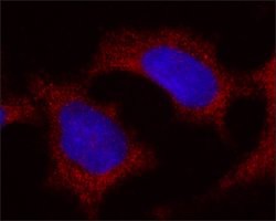 Monoclonal Anti-FTH1 antibody produced in mouse, ~1.0 mg/mL, clone FTH24, purified immunoglobulin