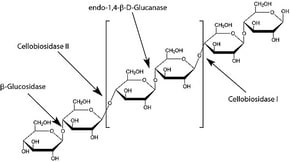 Cellulase from Aspergillus sp., aqueous solution