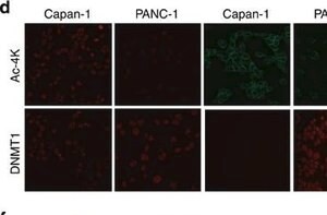 Monoclonal Anti-Vimentin antibody produced in mouse, clone V9, ascites fluid