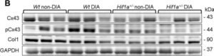 Anti-Connexin-43 antibody produced in rabbit, affinity isolated antibody, buffered aqueous solution