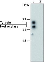 Monoclonal Anti-Tyrosine Hydroxylase antibody produced in mouse, clone TH-2, ascites fluid