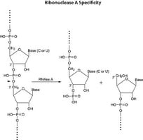 Ribonuclease A from bovine pancreas, (Solution of 50% glycerol, 10mM Tris-HCL pH 8.0)