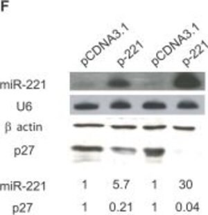 Anti-Actin antibody produced in rabbit, affinity isolated antibody, buffered aqueous solution