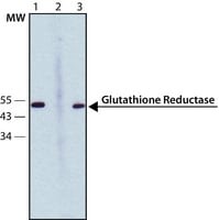 Anti-Glutathione Reductase antibody, Mouse monoclonal, clone GR6, purified from hybridoma cell culture