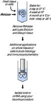 RNAlater(R), Stabilize and protect RNA with immediate RNase inactivation