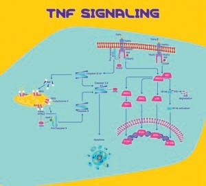 Tumor Necrosis Factor-alpha from mouse, TNF-alpha, recombinant, expressed in E. coli, powder, suitable for cell culture