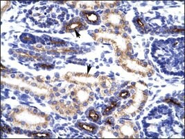 Anti-KLHL14 antibody produced in rabbit, IgG fraction of antiserum