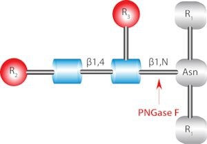 PNGase F from Elizabethkingia meningoseptica, lyophilized powder, recombinant, expressed in E. coli