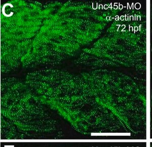 Monoclonal Anti-alpha-Actinin (Sarcomeric) antibody produced in mouse, clone EA-53, ascites fluid