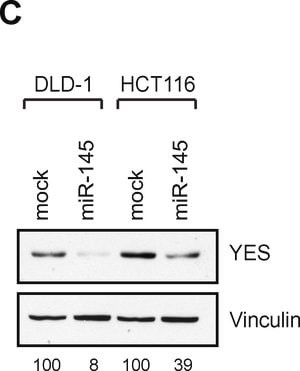 Monoclonal Anti-Vinculin antibody produced in mouse, clone hVIN-1, ascites fluid