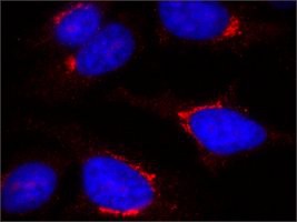 Anti-TGN46 antibody, Mouse monoclonal, clone TGN46-8, purified from hybridoma cell culture