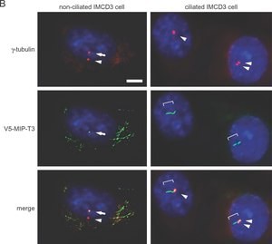 Monoclonal Anti-Acetylated Tubulin antibody produced in mouse, clone 6-11B-1, purified from hybridoma cell culture