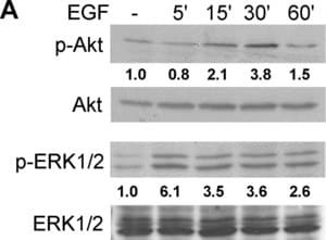 Monoclonal Anti-MAP Kinase, Activated (Diphosphorylated ERK-1&2) antibody produced in mouse, clone MAPK-YT, ascites fluid