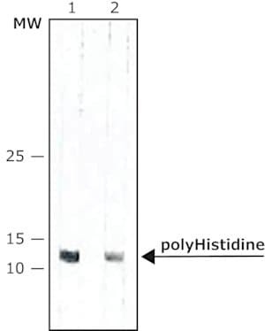 Monoclonal Anti-polyHistidine-Peroxidase antibody produced in mouse, clone HIS-1, purified immunoglobulin, lyophilized powder