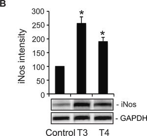 Anti-GAPDH antibody, Mouse monoclonal, clone GAPDH-71.1, purified from hybridoma cell culture