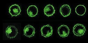 PKH67 Green Fluorescent Cell Linker Kit for General Cell Membrane Labeling, Distributed for Phanos Technologies