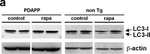 Anti-Actin antibody, Mouse monoclonal, clone AC-40, purified from hybridoma cell culture