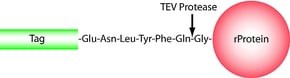 TEV Protease