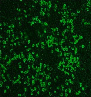 Anti-Rabbit IgG (whole molecule)-FITC antibody produced in sheep, affinity isolated antibody, buffered aqueous solution