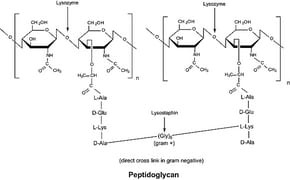 Lysozyme from chicken egg white, 10 mg/mL