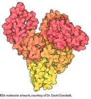 Protein standard, Micro Standard, liquid