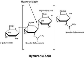 Hyaluronidase from bovine testes, Type IV-S, lyophilized powder (essentially salt-free), 750-3000 units/mg solid