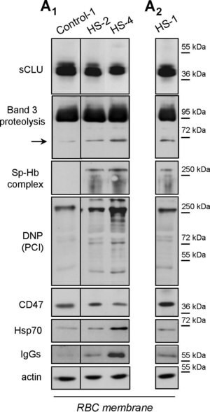 Anti-Human IgG (whole molecule)-Peroxidase antibody produced in rabbit, IgG fraction of antiserum, buffered aqueous solution