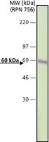 Anti-Catalase antibody ,Mouse monoclonal, clone CAT-505, purified from hybridoma cell culture