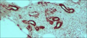 Anti-Mouse IgG (whole molecule)-Peroxidase antibody produced in rabbit, IgG fraction of antiserum, buffered aqueous solution